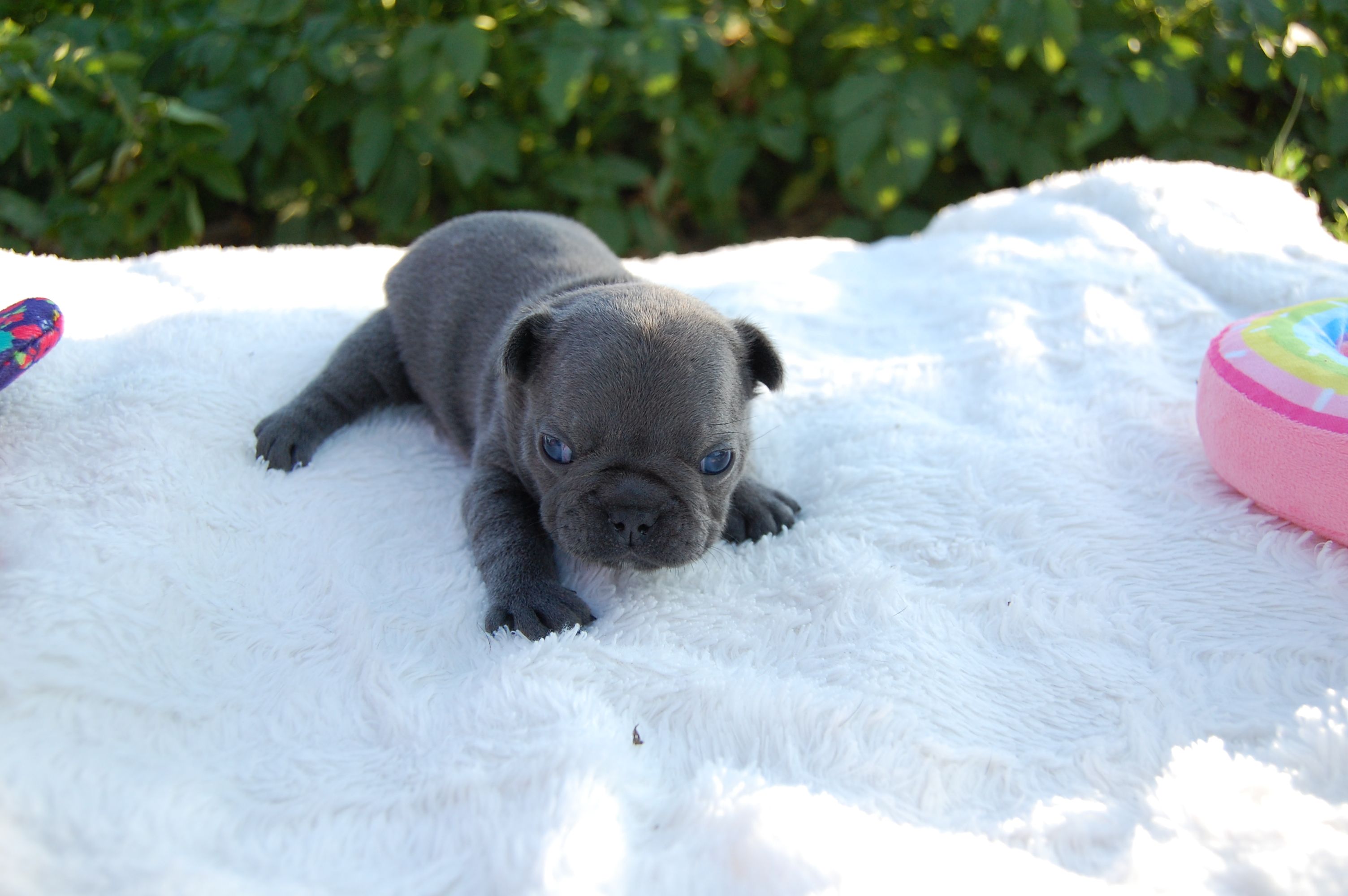 <svg class='pink'></svg> <b>Miss Little Heart</b> <svg class='pink'></svg>